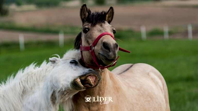 At Yarışlarının Büyüleyici Dünyası ve Atların Davranışlarını Anlama Sanatı