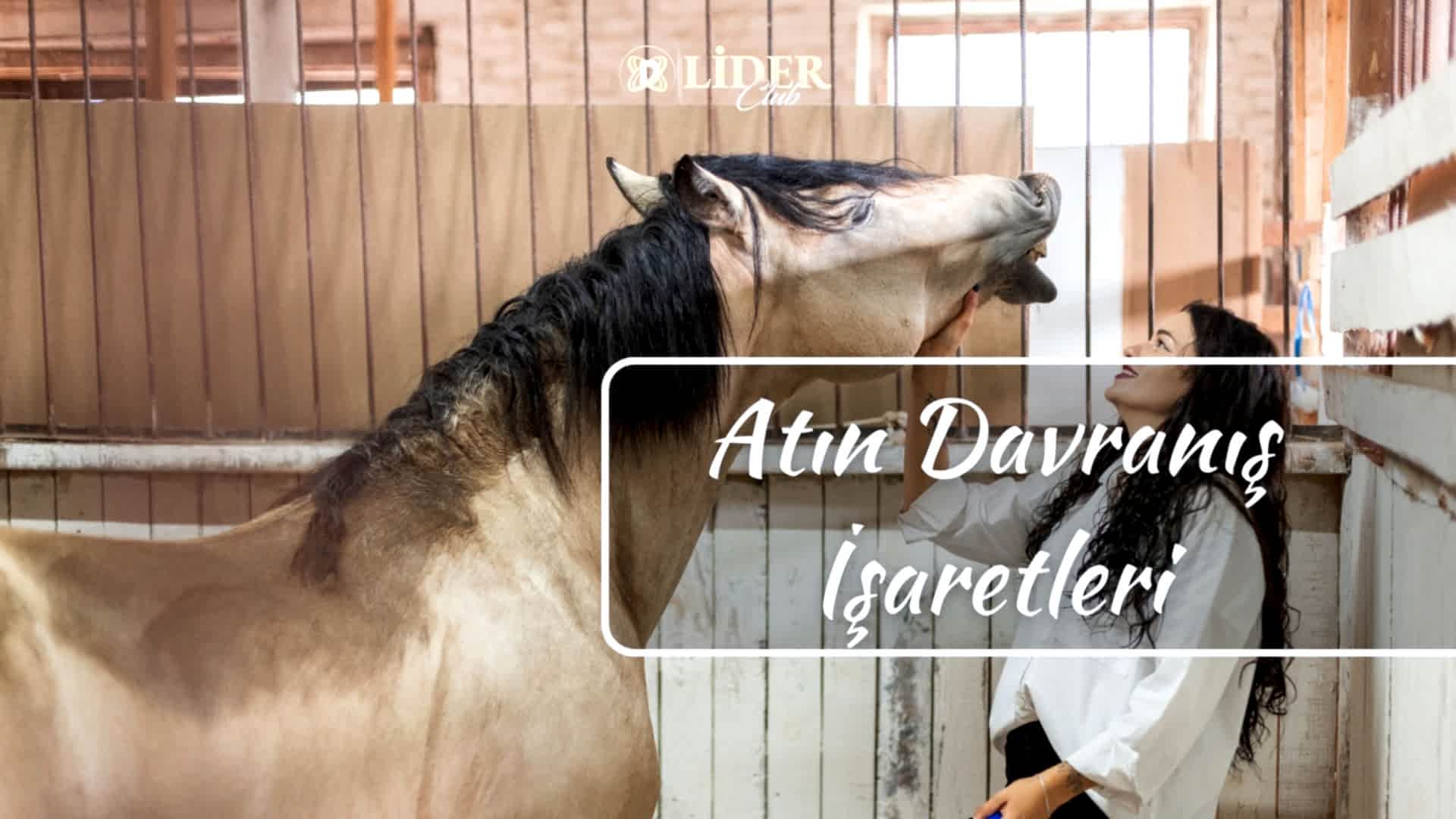 Atın Davranış İşaretleri: Kulak, Kuyruk ve Tüm Beden Dili